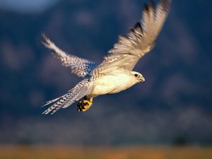 Achtergronden Roofvogels 