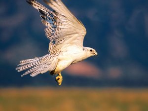 Achtergronden Roofvogels 