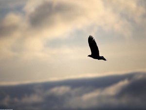 Achtergronden Roofvogels 