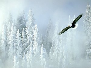 Achtergronden Roofvogels 