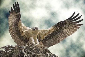 Achtergronden Roofvogels 