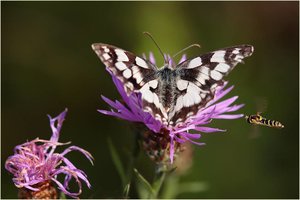 Vlinders Achtergronden 