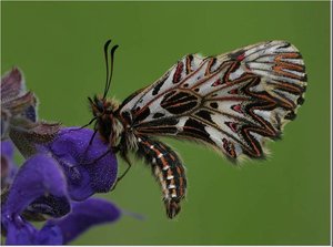 Vlinders Achtergronden 