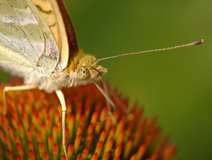 Vlinders Achtergronden 