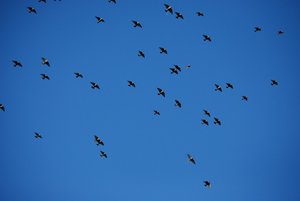 Vogels Achtergronden 