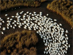 Vogels Achtergronden 