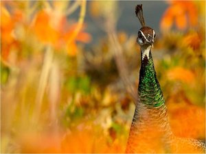 Vogels Achtergronden 