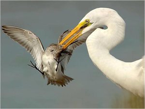 Vogels Achtergronden 