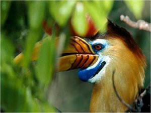 Vogels Achtergronden 