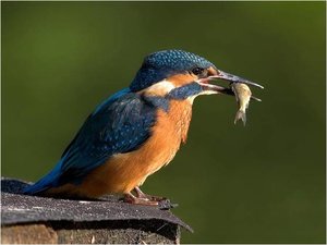 Vogels Achtergronden 