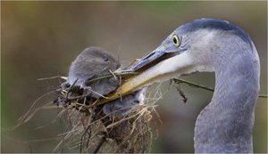 Vogels Achtergronden 