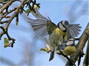 Vogels Achtergronden 