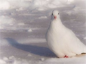 Vogels Achtergronden 