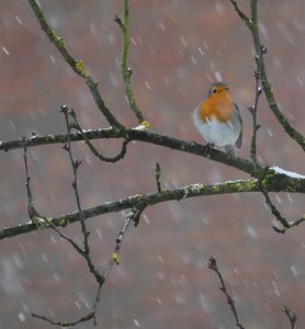 Vogels Achtergronden 