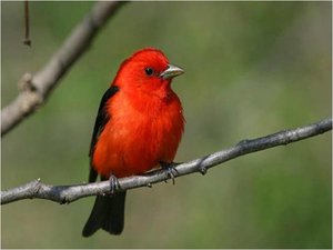 Vogels Achtergronden 