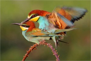 Vogels Achtergronden 