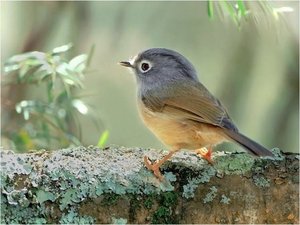 Vogels Achtergronden 