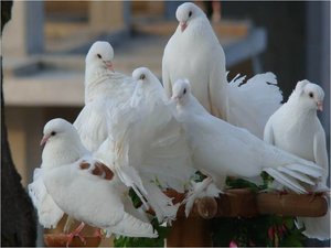 Vogels Achtergronden 