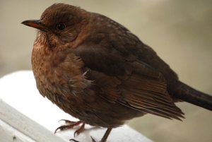 Vogels Achtergronden 