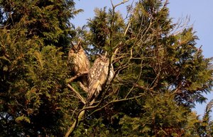 Vogels Achtergronden 