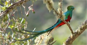 Vogels Achtergronden 