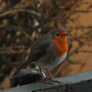 Vogels Achtergronden 