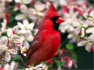 Vogels Achtergronden 