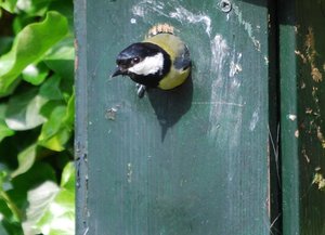 Vogels Achtergronden 