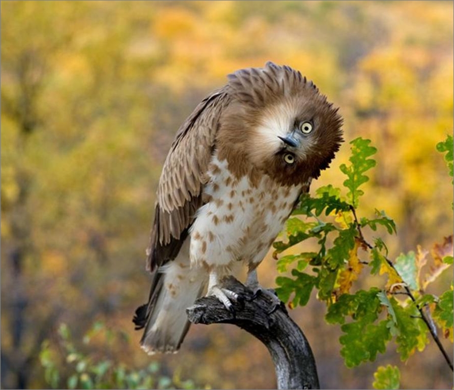 Vogels Achtergronden 