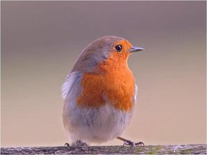 Vogels Achtergronden 