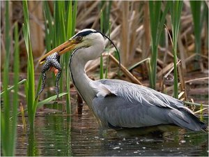 Vogels Achtergronden 