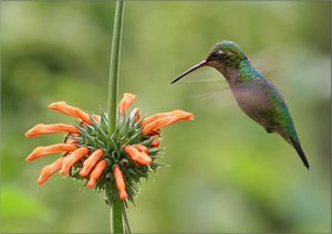 Vogels Achtergronden 