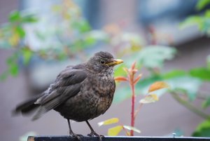 Vogels Achtergronden 