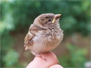 Vogels Achtergronden 