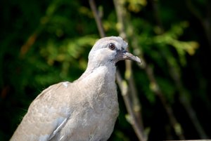 Vogels Achtergronden 