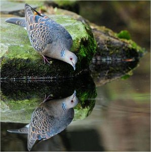 Vogels Achtergronden 