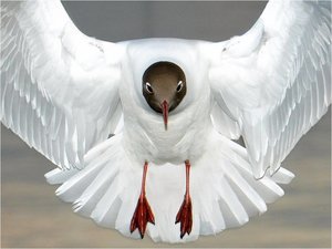 Vogels Achtergronden 