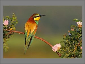 Vogels Achtergronden 