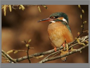 Vogels Achtergronden Ijsvogel