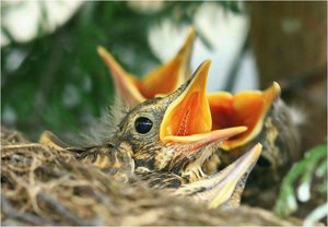 Vogels Achtergronden 