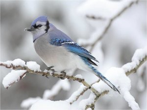 Vogels Achtergronden 