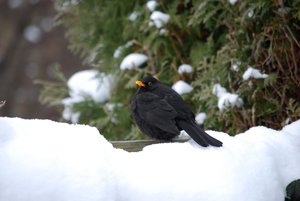 Vogels Achtergronden 