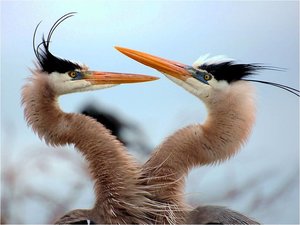 Vogels Achtergronden 