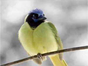 Vogels Achtergronden 