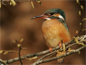 Vogels Achtergronden 