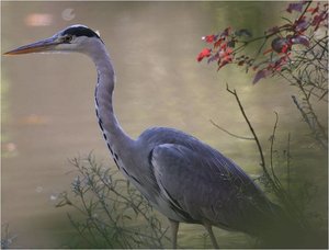 Vogels Achtergronden 