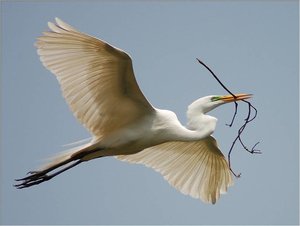 Vogels Achtergronden 