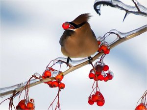 Vogels Achtergronden 