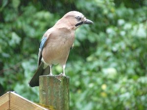 Vogels Achtergronden 