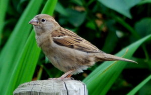 Vogels Achtergronden 